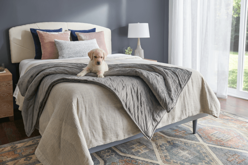 Puppy lying on top of gray Tempur-Pedic weighted blanket on top of bed